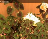 [Image: ptqt1ubrvgxo_t.jpg]