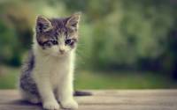 Mixturka - Wallpapers Collection 372